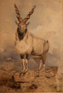 Markhoor by Joseph Wolf